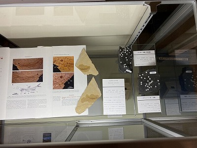 展示の様子 展示の様子
